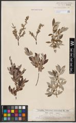Foto von Salix aurita L. x Salix repens L.